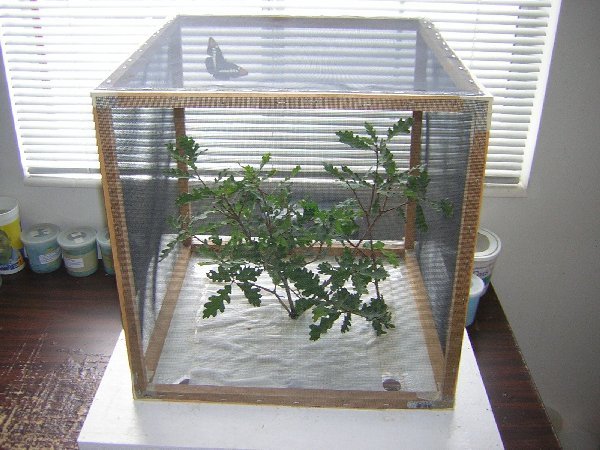 Butterfly Habitat Cage