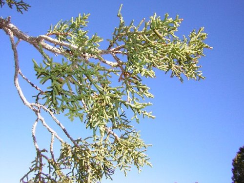juniperus_osteosperma2_mokaac.jpg