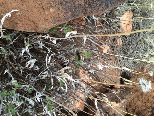 xylorhiza_tortifolia-westblack-2015_2.jpg